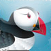 puffin